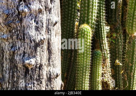 Golden Torch Cacti, Echinopsis Spachianus, wächst neben einem toten Baum im ländlichen Südafrika Stockfoto