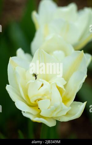 Spinne, die auf einer weißen Tulpe frisst Stockfoto