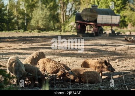 Braunschweig, Deutschland. 09.. Mai 2022. Ferkel der Mangalitsa-Rasse, die aus Ungarn stammt und wegen ihrer lockigen Borsten auch als Wollschwein bekannt ist, stehen auf einer Weide am Stadtrand. Quelle: Stefan Jaitner/dpa/Alamy Live News Stockfoto