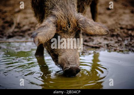 Braunschweig, Deutschland. 30.. Mai 2022. Auf einer Weide am Stadtrand steht eine Zuchtsaue der Rasse Mangalitsa, die ihren Ursprung in Ungarn hat und wegen ihrer lockigen Borsten auch als Wollschwein bezeichnet wird. Quelle: Stefan Jaitner/dpa/Alamy Live News Stockfoto