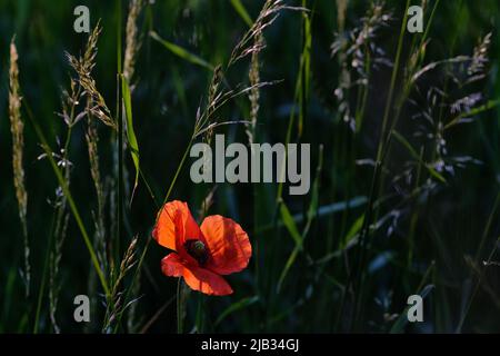 Braunschweig, Deutschland. 02.. Juni 2022. Maismohn (Papaver rhoeas) leuchtet in der Morgensonne auf einem Deich in der nördlichen Oker-Aue rot. Quelle: Stefan Jaitner/dpa/Alamy Live News Stockfoto