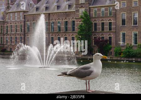 Blick auf eine sitzende Möwe am Hofvijver, einem See im Zentrum von Den Haag, vor der ehemaligen Hofkapelle (Voormalige hofkapel) im Binnenmeer Stockfoto