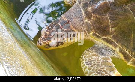 Grüne Meeresschildkröte hawksbill Meeresschildkröte Karettschildkröte schwimmt im Pool in Turtle Breeding Station Conservation Center in Bentota Sri Lanka. Stockfoto