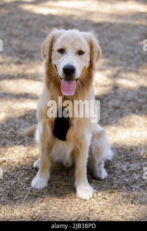 9-Monate-Golden Retriever Welpe männlich sitzend und Blick auf die Kamera. Hundepark an der Leine in Nordkalifornien. Stockfoto