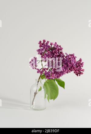 Ein Zweig blühender Flieder in einer Vase isoliert auf weißem Hintergrund. Stockfoto