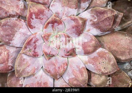 Sukulente Rosettenblätter einer Echeveria-Pflanze Stockfoto