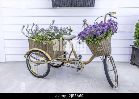 LAN Cruiser Bike mit frischem Lavendel Stockfoto