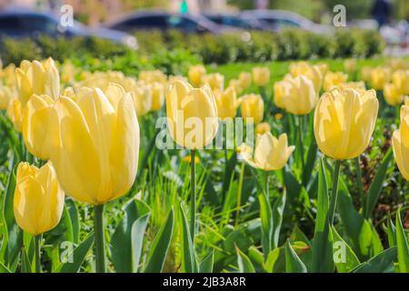 Leuchtend gelbe Tulpen in einer städtischen Umgebung. Selektiver Fokus. Stockfoto