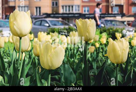 Knospen aus gelben Tulpen auf einem verschwommenen Hintergrund einer Stadtstraße. Stadtgarten. Selektiver Fokus. Stockfoto