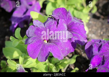 Gesättigte, violette Blüten von Petunien auf der Blumenbeet-Nahaufnahme der Stadt. Selektiver Fokus. Stockfoto