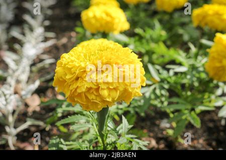 Gelbe Ringelblumen in einem Blumenbeet aus der Nähe. Selektiver Fokus. Stockfoto