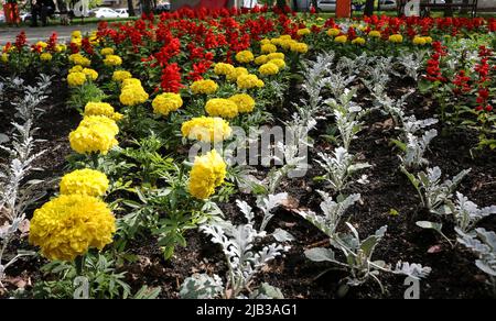 Urban LANDSCAPING - Gelbe Ringelblumen in einem Blumenbett Nahaufnahme. Selektiver Fokus. Stockfoto