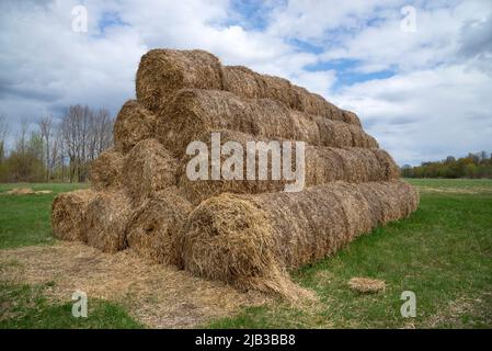 An einem Frühlingstag Rollen geerntetem Heu auf dem Feld. Russland Stockfoto