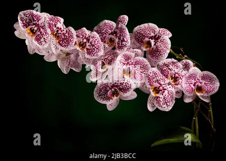 Rosa dalmatinische Orchideenzweig isoliert auf dunkelgrünem Hintergrund. Freier Speicherplatz für Text im Foto. Stockfoto