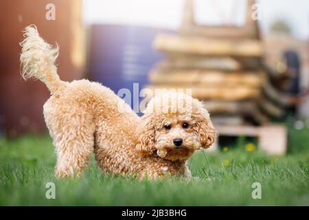 Ein süßer hellbrauner Welpe spielt schelmisch im Hinterhof eines Privathauses. Stockfoto