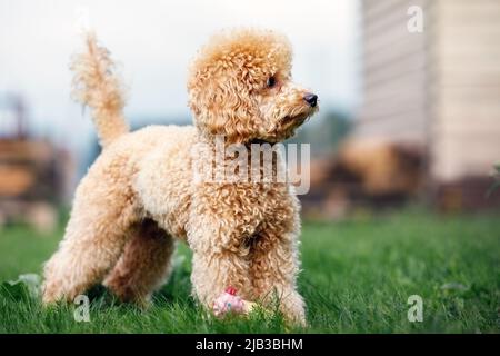 Porträt eines niedlichen goldenen Pudelhundes, der auf dem Rasen im Hof steht. Stockfoto