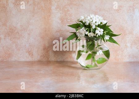 Jasminstrauß gefüllt mit weißen Blumen, die in einer eleganten Glasvase auf einem abstrakten Studiohintergrund blühen. Blumen und Dekoration für Veranstaltungen. Stockfoto