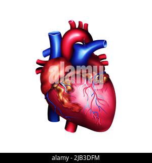 Modell des menschlichen Herzens. 3D Abbildung auf isoliertem Hintergrund. Medizin, Biologie, Kardiologie, Transplantologie Stockfoto