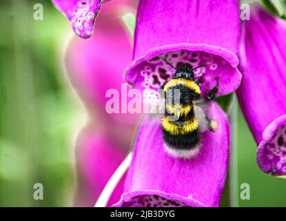 Weiße Schwanzhummel, Bombus lucorum beim Betreten einer purpurnen Blume von Foxglove Digitalis Dalmatiner Stockfoto