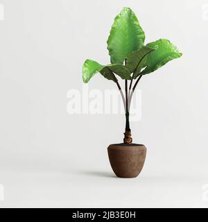 3D Darstellung der Zimmerpflanze in moderner Topffarbe isoliert auf weißem Hintergrund Stockfoto