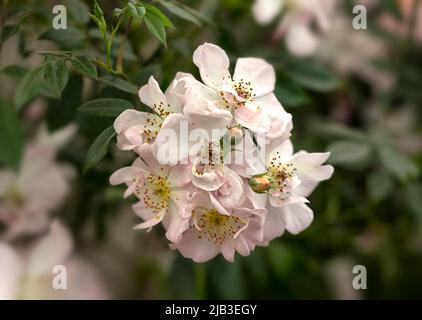 Nahaufnahme der Blumen von Rosa 'Open Arms' in einem Garten im Sommer Stockfoto