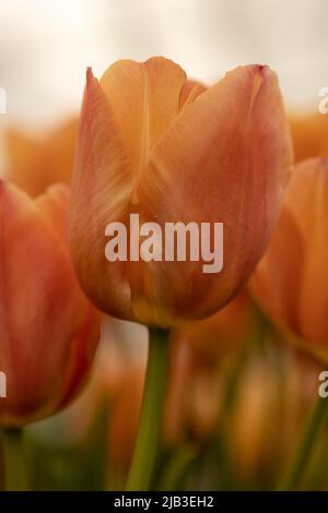 Nahaufnahme der Blume von Tulipa „atemberaubende Aprikose“ Stockfoto