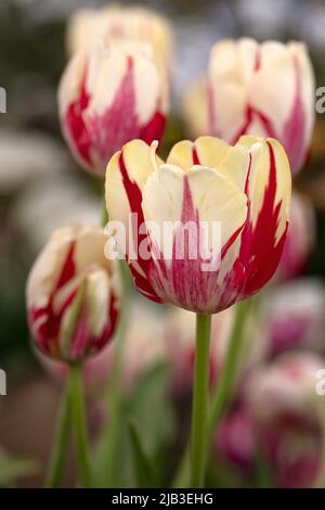 Nahaufnahme der Blumen von Tulipa 'World Expression' im SpringNahaufnahme der Blumen von Tulipa 'World Expression' im Frühling Stockfoto