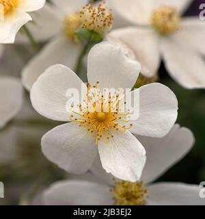 Nahaufnahme der Blumen von Rosa 'Ramblerrektor' im Sommer Stockfoto