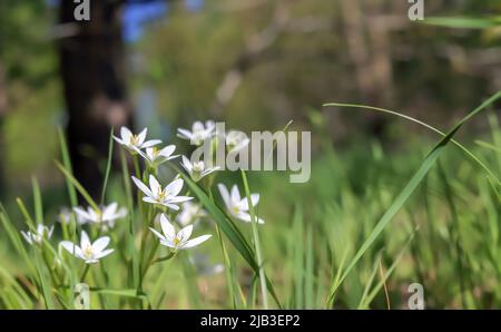 Weiße Blüten wachsen auf einer grünen Wiese in Polen Stockfoto