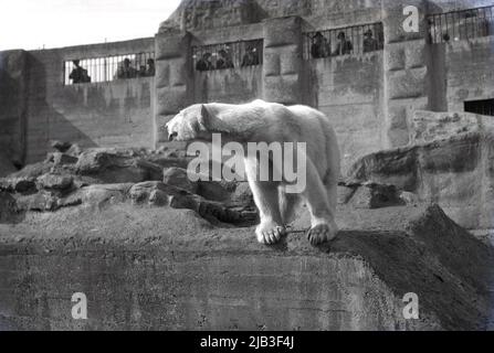 1929, historischer Eisbär „Sam“, der auf einem Felsvorsprung in seinem Gehege im London Zoo, London, England, Großbritannien, steht, wobei Besucher von oben nach unten schauen. Das Bärengehege im ZSL stammt aus dem Jahr 1910 und war eine wichtige Besucherattraktion im Zoo, bis es 1985 geschlossen wurde. Stockfoto