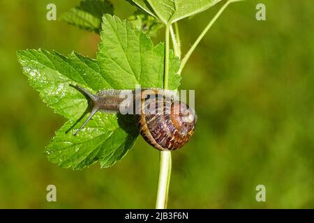 Gartenschnecke (Cornu aspersum) kriecht auf einem Zweig und einem Blatt Johannisbeere. Familienlandschnecken ( Helicidae). Frühling, Juni, holländischer Garten. Stockfoto
