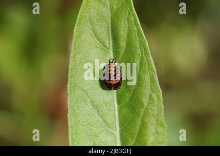 Nahaufnahme einer Puppe eines Harlekin-Marienkäfer (Harmonia axyridis). Auf einem Blatt. Holländischer Garten, Frühling, Juni, Niederlande Stockfoto