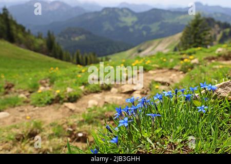 Blauer bayerischer Enzian, Gentiana bavarica, blüht vor einer wunderschönen Berglandschaft in der Nähe eines Wanderweges. Stockfoto