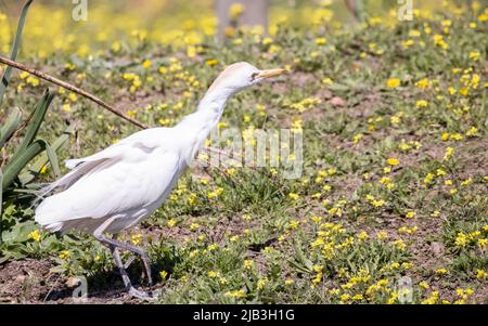 Ein Kuhreiher (Bubulcus ibis), eine kosmopolitische Reiherart (Familie Ardeidae), die in den Tropen, Subtropen und warm-gemäßigten Zonen gefunden wird Stockfoto