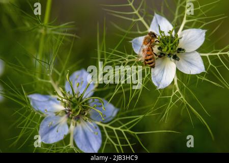 Love-in-a-Mist aka, Nigella damascena und Bee Stockfoto