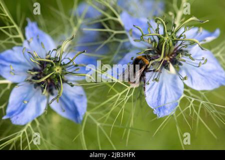 Love-in-a-Mist aka, Nigella damascena und Bee Stockfoto