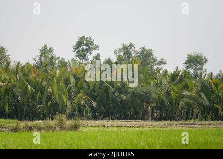 Nipa Palmenfelder: Nipa Palme, die lokal als Golpata/golpati/gulag/jahk (Thai) Nypa fruticans bekannt ist, gehört zur Familie der Arecaceae (= Palmae). Es handelt sich um eine Mangrovenart, die in den Mangroven Asiens, Ozeaniens und der Ostküste Afrikas verbreitet ist. Nipa kommt in der Regel in den Mangroven entlang der Ufer der Flüsse und Bäche vor und muss regelmäßig überschwemmt werden. In den Sundarbans wächst sie in leicht und mäßig salzhaligen Zonen. Die Menschen in den südwestlichen Teilen von Bangladesch, wie Ramu, Cox’s Bazar, bauen in begrenztem Umfang Nipa auf den landwirtschaftlichen Feldern für den häuslichen Gebrauch an. Wurzelasche ist nützlich für reliev Stockfoto