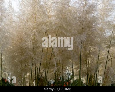 Miscanthus Gras, Grasohren. Hochwertige Fotos Stockfoto