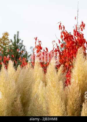 Miscanthus Gras, Grasohren. Hochwertige Fotos Stockfoto