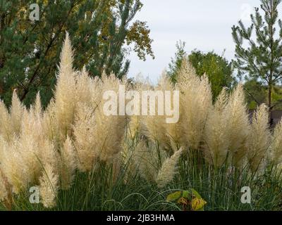 Miscanthus Gras, Grasohren. Hochwertige Fotos Stockfoto