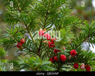 Eibbeere. Leuchtend rote Eibenbeeren auf jungen Zweigen eines grünen Busches aus der Nähe. Hochwertige Fotos Stockfoto