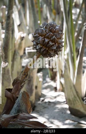 Nipa-Palme (Golpata) Früchte: Nipa-Palme, die lokal als Golpata/golpati/gulag/jahk (Thai) Nypa fruticans bekannt ist, gehört zur Familie der Arecaceae (= Palmae). Es handelt sich um eine Mangrovenart, die in den Mangroven Asiens, Ozeaniens und der Ostküste Afrikas verbreitet ist. Nipa kommt in der Regel in den Mangroven entlang der Ufer der Flüsse und Bäche vor und muss regelmäßig überschwemmt werden. In den Sundarbans wächst sie in leicht und mäßig salzhaligen Zonen. Die Menschen in den südwestlichen Teilen von Bangladesch, wie Ramu, Cox’s Bazar, bauen in begrenztem Umfang Nipa auf den landwirtschaftlichen Feldern für den häuslichen Gebrauch an. Wurzelasche ist nützlich Stockfoto