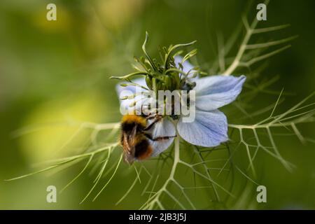 Love-in-a-Mist aka, Nigella damascena und Bee Stockfoto