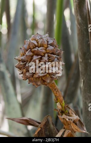 Nipa Palmenfrüchte: Nipa Palme, lokal bekannt als Golpata/golpati/gulag/jahk (Thai) Nypa fruticans, gehört zur Familie der Arecaceae (= Palmae). Es handelt sich um eine Mangrovenart, die in den Mangroven Asiens, Ozeaniens und der Ostküste Afrikas verbreitet ist. Nipa kommt in der Regel in den Mangroven entlang der Ufer der Flüsse und Bäche vor und muss regelmäßig überschwemmt werden. In den Sundarbans wächst sie in leicht und mäßig salzhaligen Zonen. Die Menschen in den südwestlichen Teilen von Bangladesch, wie Ramu, Cox’s Bazar, bauen in begrenztem Umfang Nipa auf den landwirtschaftlichen Feldern für den häuslichen Gebrauch an. Wurzelasche ist nützlich für reliev Stockfoto