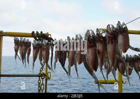 Trockene Fische, Schnapper, hängen am Seil zwischen gelben Geländern auf dem Handelsfrachtschiff. Stockfoto