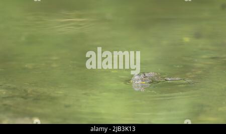 Gelbbauchkröte - Bombina variegata - in ihrem Lebensraum bei München, Deutschland Stockfoto