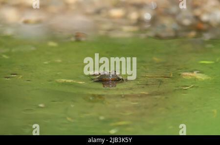 Gelbbauchkröte - Bombina variegata - in ihrem Lebensraum bei München, Deutschland Stockfoto