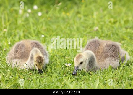 Zwei Kanadagänse liegen im Gras Stockfoto