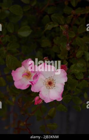 Nahaufnahme des Rosa-Rosy-Kissens, einer Bodendeckerrose, im Garten gesehen. Stockfoto