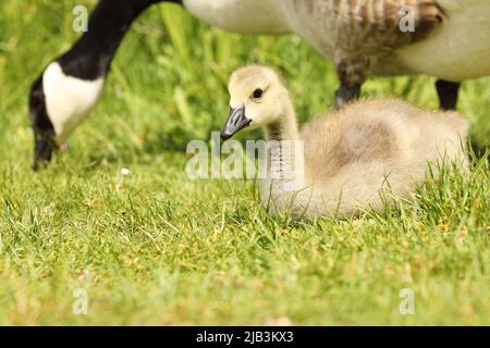 Niedliches kanadisches Gänsebaby, das im Gras in der Nähe der Mutter im Freien ruht Stockfoto